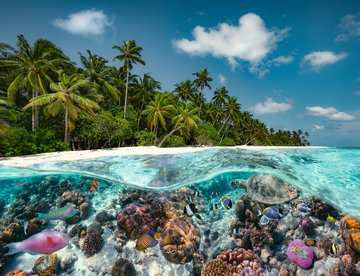 A Dive in the Maldives 2000 pc