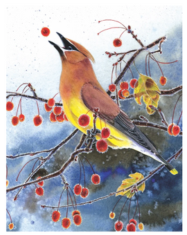 Songbird with a yellow belly perched on a snowy tree branch eating a red berry