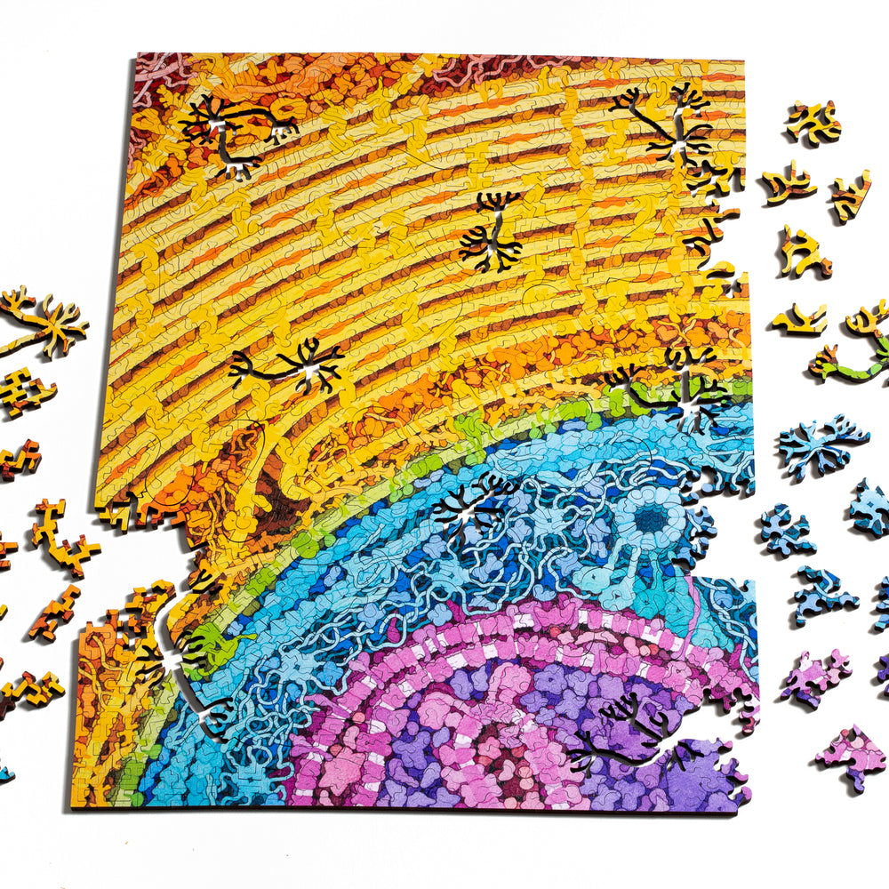 Neuron puzzle