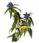 Connecticut Warbler jigsaw puzzle by Liberty Puzzles features a beautifully detailed illustration of two colorful birds amidst lush green leaves and vibrant blue flowers, showcasing intricate natural scenery.