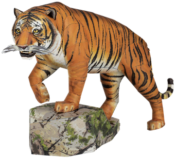 Bengal Tiger