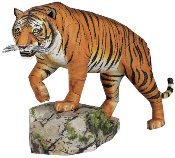 Bengal Tiger