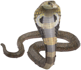 Cobra