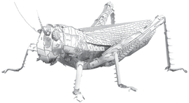 Grasshopper