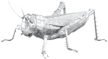 Grasshopper
