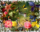 Castle of the Flowers 260 piece jigsaw