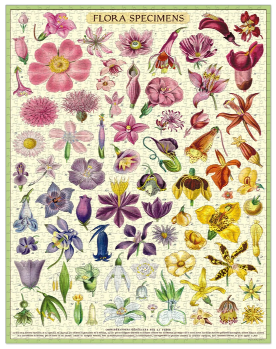 A vintage-style botanical poster titled "FLORA SPECIMENS" showing many illustrated flowers arranged on an off-white background with a green border. The artwork includes pink, purple, yellow, orange, and blue blossoms.