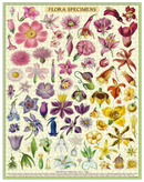 A vintage-style botanical poster titled "FLORA SPECIMENS" showing many illustrated flowers arranged on an off-white background with a green border. The artwork includes pink, purple, yellow, orange, and blue blossoms.