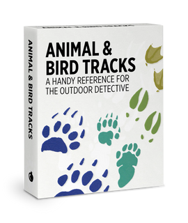 Box for animal and bird track flash cards