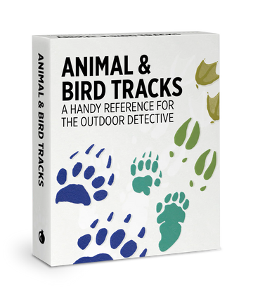 Box for animal and bird track flash cards