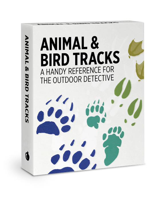 Box for animal and bird track flash cards