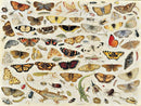 Various bugs and butterflies depicted