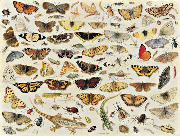 Various bugs and butterflies depicted