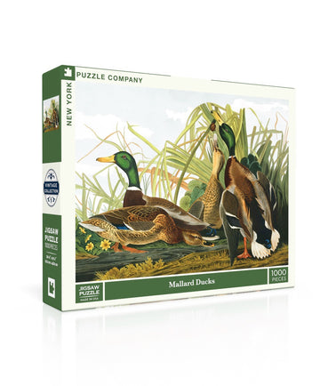 Mallard Ducks