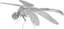 Fascinations Metal Earth: Dragonfly