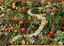 A beautifully designed jigsaw puzzle titled 'Succulent Garden' by Cobble Hill, featuring a lush arrangement of various succulent plants, vibrant flowers, and decorative stones, arranged in a wooden planter. The intricate details of each plant and the overall composition create a serene garden atmosphere, perfect for puzzle enthusiasts.