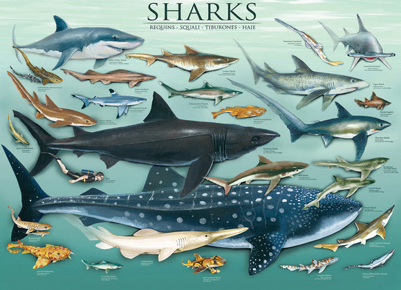 Eurographics Sharks Jigsaw Puzzle featuring a vibrant illustration of various shark species including Great White, Nurse, and Whale Shark, perfect for marine life enthusiasts.