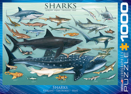 A jigsaw puzzle titled 'Sharks' by Eurographics featuring a vibrant illustration of various shark species, including a Great White Shark, Tiger Shark, and Whale Shark, surrounded by colorful ocean details. The puzzle has 1000 pieces and is designed for marine life enthusiasts and puzzle lovers alike.