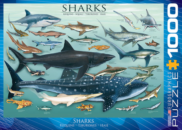 A jigsaw puzzle titled 'Sharks' by Eurographics featuring a vibrant illustration of various shark species, including a Great White Shark, Tiger Shark, and Whale Shark, surrounded by colorful ocean details. The puzzle has 1000 pieces and is designed for marine life enthusiasts and puzzle lovers alike.