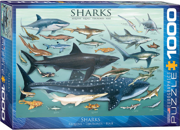 Eurographics Sharks jigsaw puzzle box featuring a vibrant illustration of various species of sharks including the Great White, Hammerhead, and Whale Shark. The 1000-piece puzzle showcases detailed artwork and includes the names of each shark species, making it educational and engaging for marine life enthusiasts.