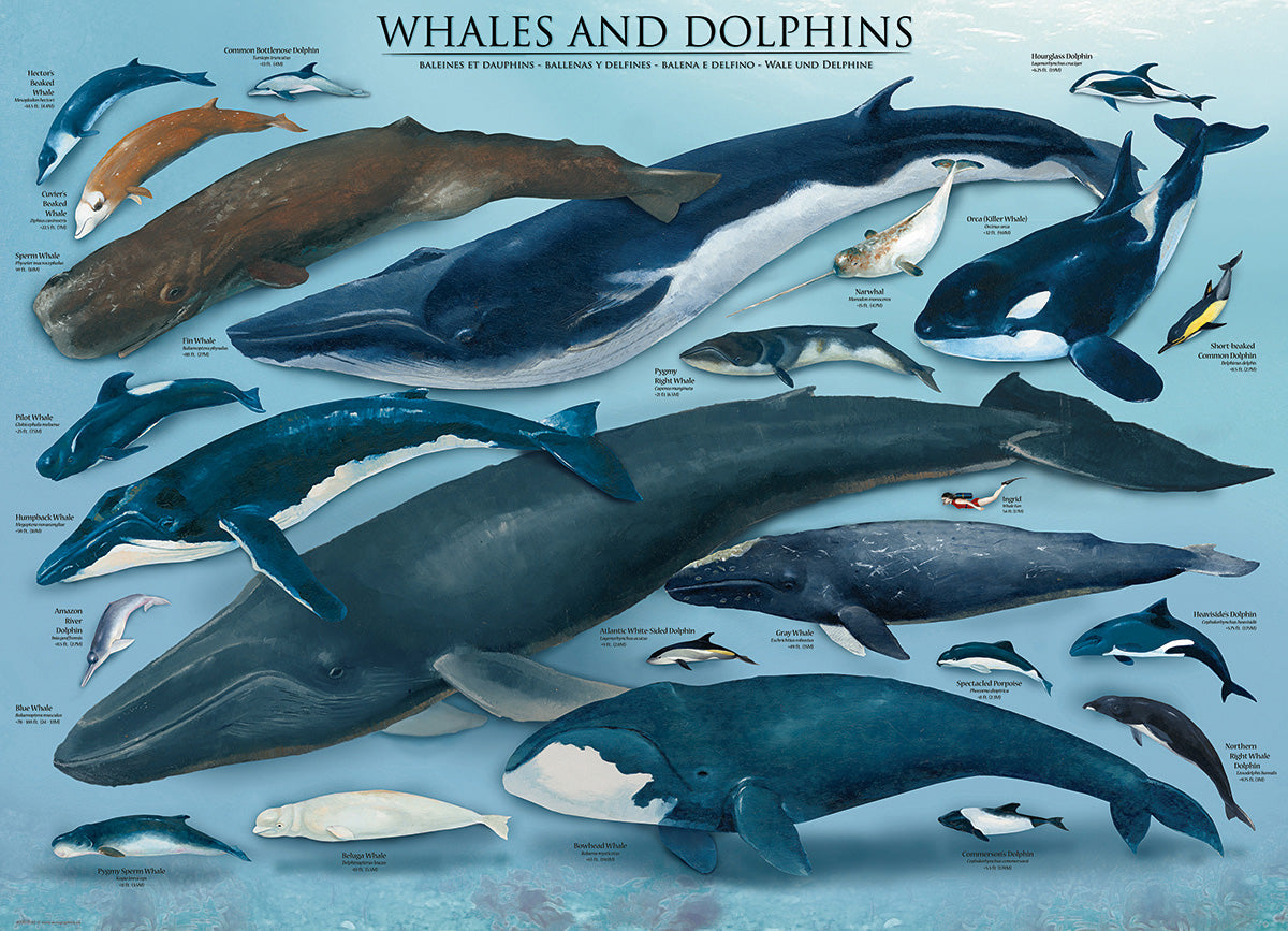 A beautifully illustrated jigsaw puzzle featuring various species of whales and dolphins, including a blue whale, fin whale, and orca. The vibrant artwork showcases these majestic marine creatures in a colorful underwater setting, complete with scientific names and details about each species.