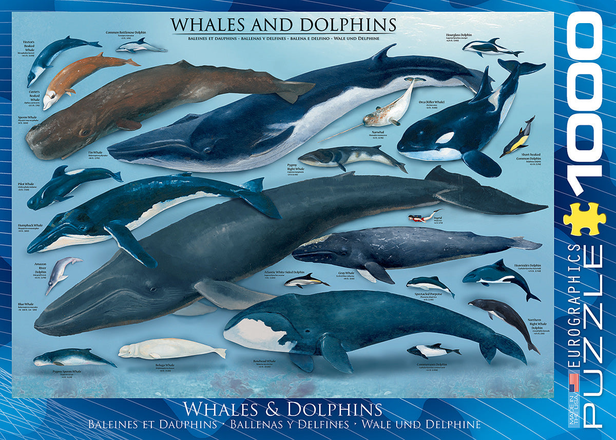 A colorful jigsaw puzzle titled 'Whales & Dolphins' by Eurographics, featuring illustrations of various whale and dolphin species. Includes notable creatures like the Humpback Whale, Orca, and Blue Whale, all depicted with vivid colors and detailed textures. This 1000-piece puzzle showcases marine life and is perfect for ocean enthusiasts and puzzle lovers alike.