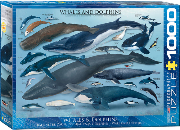 The Whales & Dolphins jigsaw puzzle by Eurographics features an illustrated collection of various whale and dolphin species. The colorful box displays detailed images of the marine animals along with their names, highlighting the diversity of these creatures in a vibrant underwater scene. This 1000-piece puzzle is designed for animal lovers and puzzle enthusiasts.