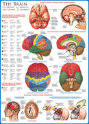 The Brain 1000-piece Puzzle