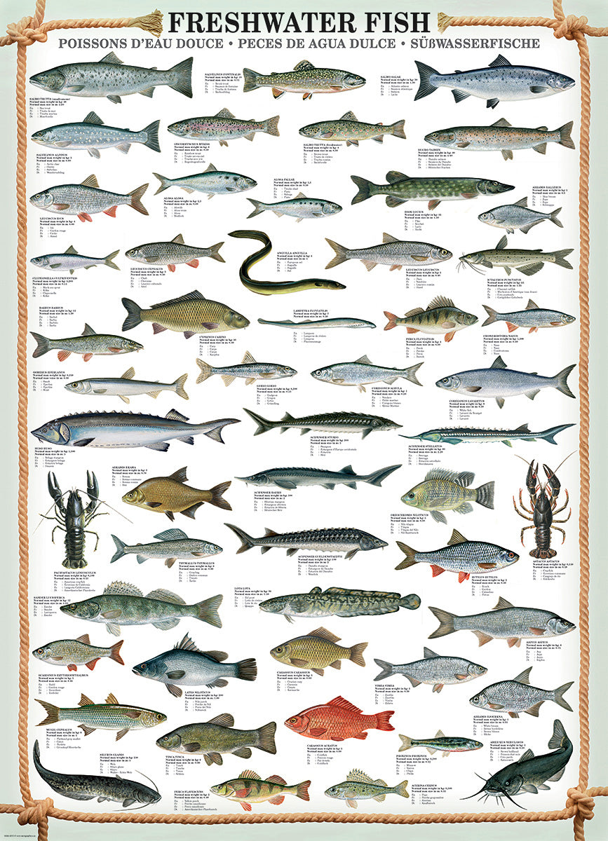 A detailed illustration of various freshwater fish species, showcasing many types including trout, catfish, and bass, accompanied by their names and descriptions. The design is bordered with decorative rope, enhancing the nautical theme.