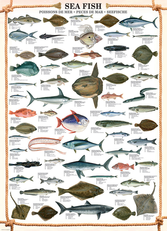 A beautiful jigsaw puzzle featuring an illustration of various sea fish, displaying detailed images and names of different fish species including flounder, mackerel, and more, bordered with a nautical rope design. Ideal for puzzle enthusiasts and marine life lovers.