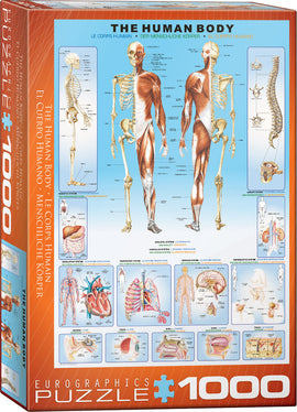 The Human Body jigsaw puzzle by Eurographics featuring a detailed anatomical diagram. The box showcases labeled illustrations of various human body systems, including skeletal, circulatory, respiratory, and nervous systems, all in vibrant colors. Perfect for educational purposes and puzzle lovers.