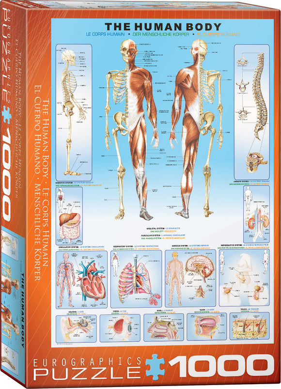 The Human Body jigsaw puzzle by Eurographics featuring a detailed anatomical diagram. The box showcases labeled illustrations of various human body systems, including skeletal, circulatory, respiratory, and nervous systems, all in vibrant colors. Perfect for educational purposes and puzzle lovers.