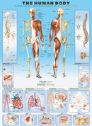 The Human Body puzzle by Eurographics features detailed anatomical illustrations of the human skeleton and muscular systems. The jigsaw showcases various systems including respiratory, circulatory, and digestive, allowing for an educational and engaging puzzle experience.