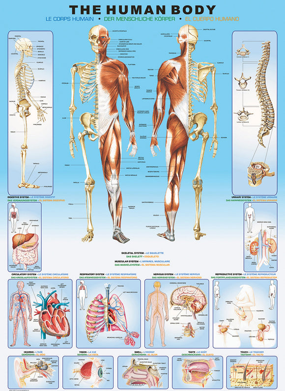 The Human Body puzzle by Eurographics features detailed anatomical illustrations of the human skeleton and muscular systems. The jigsaw showcases various systems including respiratory, circulatory, and digestive, allowing for an educational and engaging puzzle experience.