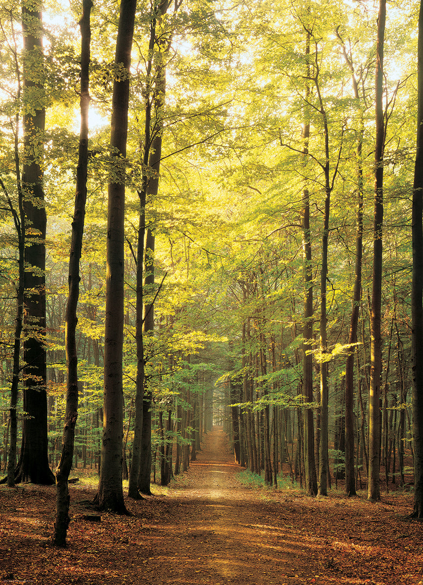 Forest Path