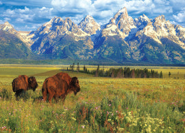 A beautiful jigsaw puzzle featuring the majestic Grand Teton National Park, showcasing scenic mountains and bison in a lush field of wildflowers.