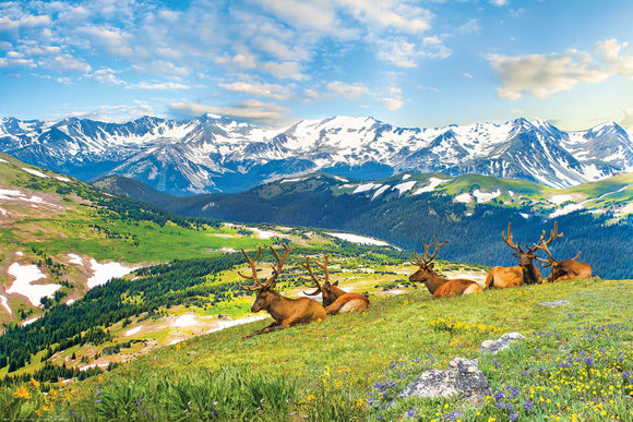 A beautifully designed jigsaw puzzle featuring a serene mountain landscape where several elk are resting in a grassy meadow, surrounded by vibrant wildflowers and snow-capped peaks under a clear blue sky.