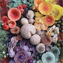 A vibrant jigsaw puzzle featuring an array of colorful mushrooms arranged among foliage and natural elements. The puzzle showcases various shapes and colors of mushrooms, including shades of red, orange, yellow, and purple. The intricacy of the puzzle highlights the beauty of these fungi in an artistic composition.