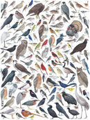 A detailed illustration featuring a diverse array of birds found in Eastern and Central America, including various species like sparrows, hawks, and songbirds, each meticulously labeled with numbers for identification. This vibrant artwork showcases the beauty of avian life.