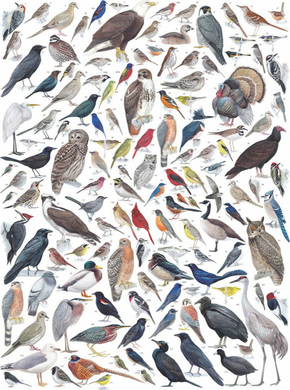 A detailed illustration featuring a diverse array of birds found in Eastern and Central America, including various species like sparrows, hawks, and songbirds, each meticulously labeled with numbers for identification. This vibrant artwork showcases the beauty of avian life.