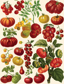 A vibrant jigsaw puzzle featuring a beautifully illustrated collection of various types of tomatoes, including red, yellow, and green varieties, alongside their leafy green plants. The design showcases the diversity of tomatoes in an artistic arrangement, making it perfect for puzzle enthusiasts and garden lovers alike.