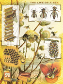 A beautifully illustrated jigsaw puzzle titled 'Honey' by New York Puzzle Company, featuring detailed depictions of bees, their life cycle, and a honeycomb. The puzzle includes images of the queen bee, worker bees, and drone bees, along with their various life stages from egg to adult. Background features a scenic depiction of plants and a river, emphasizing the natural habitat of bees.