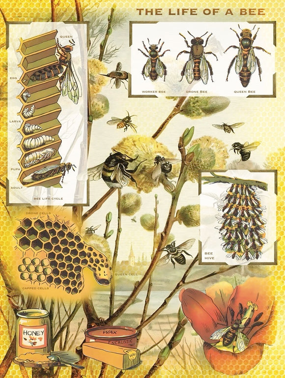 A beautifully illustrated jigsaw puzzle titled 'Honey' by New York Puzzle Company, featuring detailed depictions of bees, their life cycle, and a honeycomb. The puzzle includes images of the queen bee, worker bees, and drone bees, along with their various life stages from egg to adult. Background features a scenic depiction of plants and a river, emphasizing the natural habitat of bees.