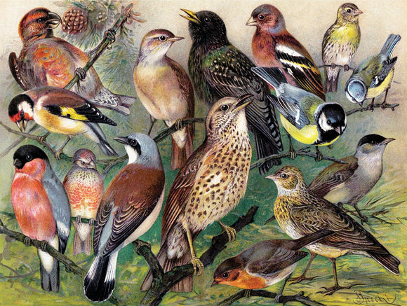 Songbirds - Puzzle (1000 pc)
