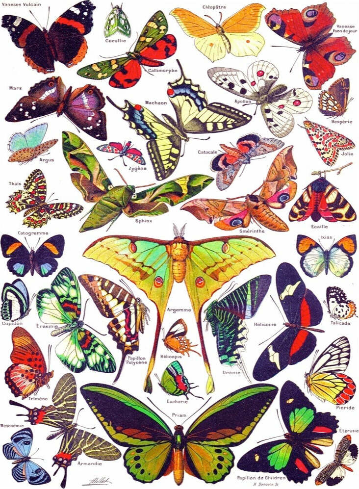 A colorful jigsaw puzzle featuring various types of butterflies with detailed illustrations. The butterflies are arranged in a lively composition, showcasing a variety of species with intricate patterns and vibrant colors including reds, yellows, greens, and blues. Each butterfly is labeled with its name, emphasizing the beauty and diversity of these insects.