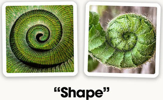 Two images side by side, one showing a spiraled green leaf structure resembling a fern, and the other showcasing a similar spiraled green plant structure, highlighting the theme of 'Shape'.