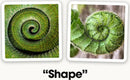 Two images side by side, one showing a spiraled green leaf structure resembling a fern, and the other showcasing a similar spiraled green plant structure, highlighting the theme of 'Shape'.