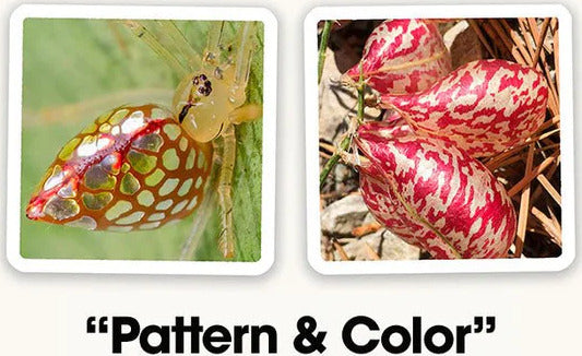 Two images featuring natural patterns and colors. The left shows a close-up of a spider with a distinctive patterned body, while the right displays red and white patterned seeds nestled among leaves. Both images highlight the beauty of nature's design.