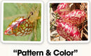 Two images featuring natural patterns and colors. The left shows a close-up of a spider with a distinctive patterned body, while the right displays red and white patterned seeds nestled among leaves. Both images highlight the beauty of nature's design.