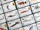 Finspan Sharks & Reefs Cards Laid Out